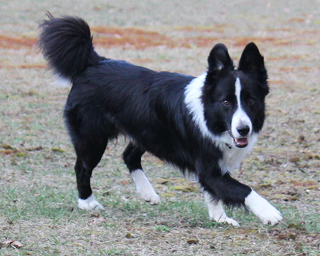 Mellow store border collie